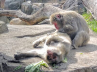 Regenstein Macaque Forest Travel Forum Reviews