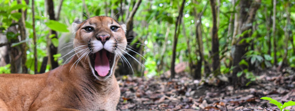 Rescate Wildlife Rescue Center Travel Forum Reviews
