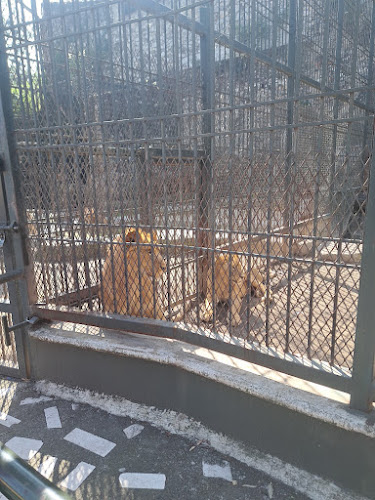 Reserva Animal: Leones