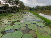 Reserva Flor de Loto Travel Forum Reviews