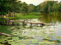 Reserva Victoria Regia Travel Forum Reviews