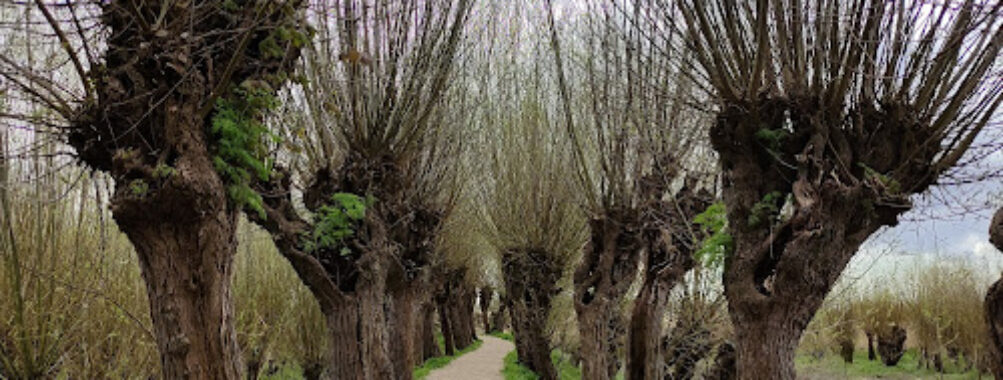 Rhoonse Grienden Travel Forum Reviews
