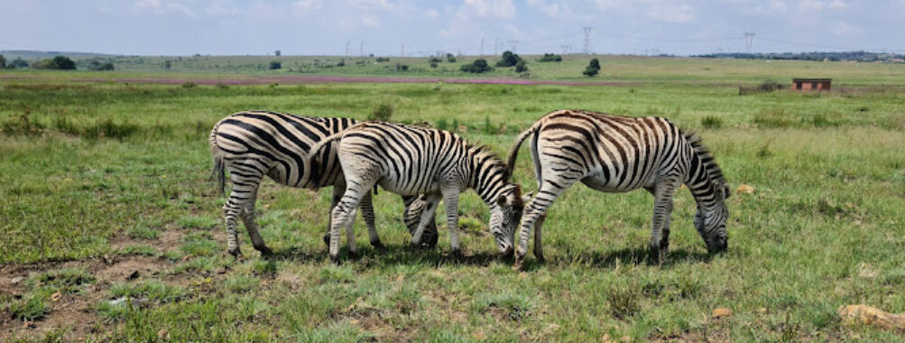 Rietvlei Nature Reserve Travel Forum Reviews