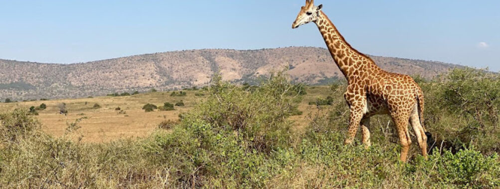 Ritz Safaris Travel Forum Reviews