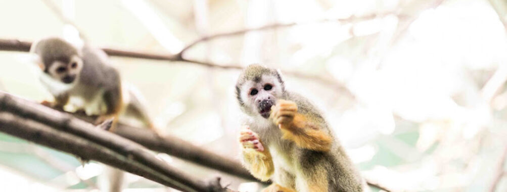 Riverview Park & Zoo Travel Forum Reviews