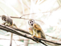 Riverview Park & Zoo Travel Forum Reviews