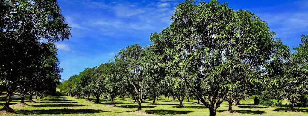 Rosa Farms Travel Forum Reviews