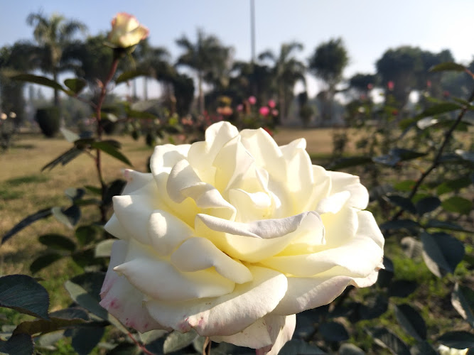 Rose Garden [M.D.U.]