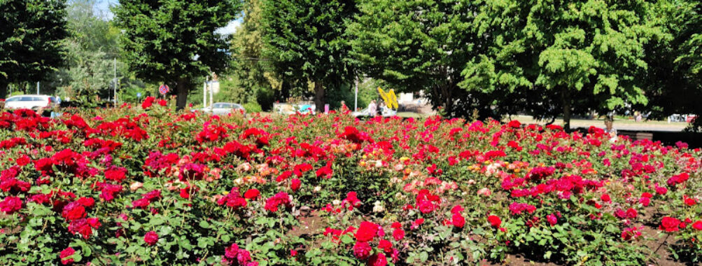 Rose Square Travel Forum Reviews