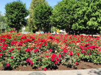 Rose Square Travel Forum Reviews