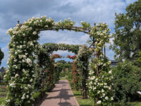 Rosenlund Rosarium Travel Forum Reviews