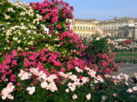 Roseto 'Niso Fumagalli' Travel Forum Reviews