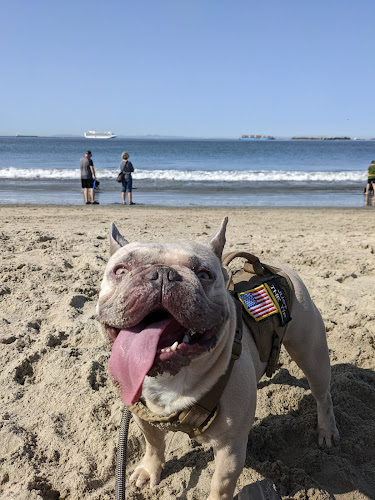 Rosie's Dog Beach Travel Forum Reviews