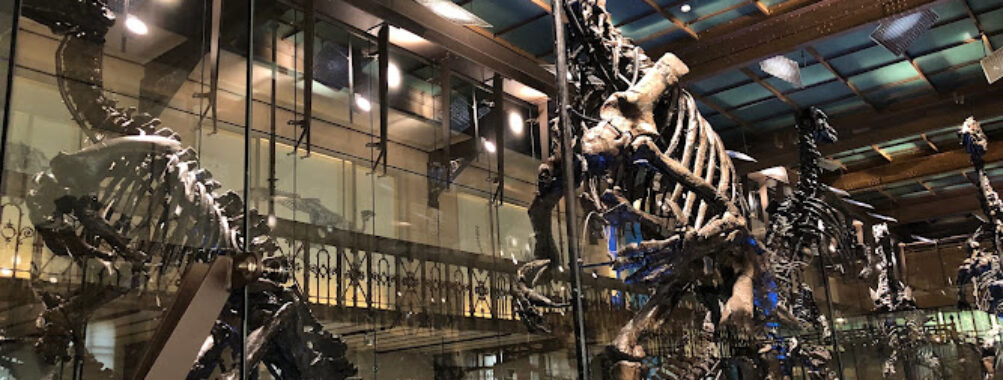 Royal Belgian institute of Natural Sciences Travel Forum Reviews