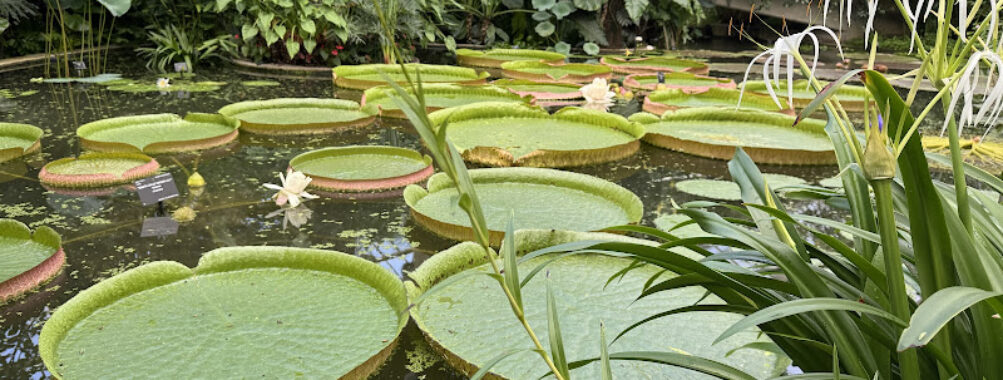 Royal Botanic Gardens Travel Forum Reviews