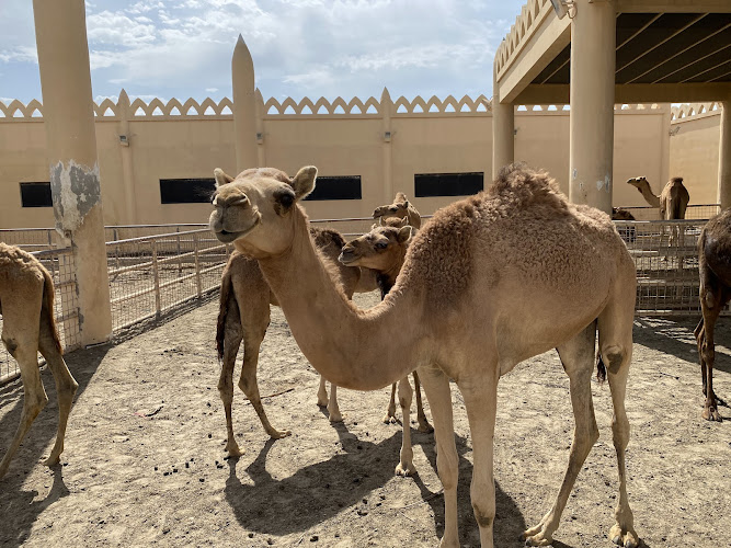 Royal Camel Farm