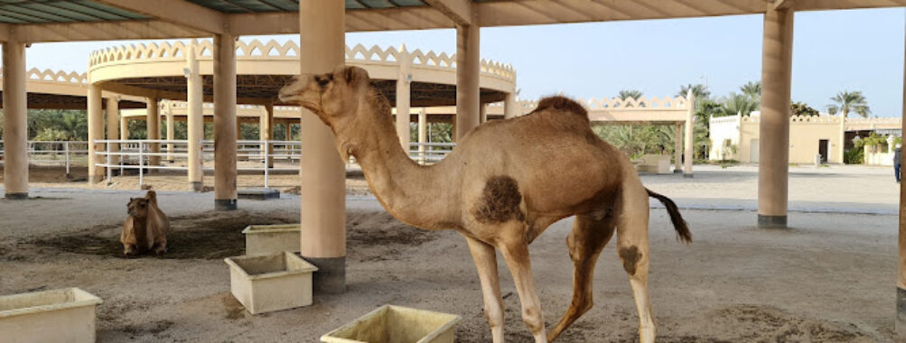 Royal Camel Farm Travel Forum Reviews