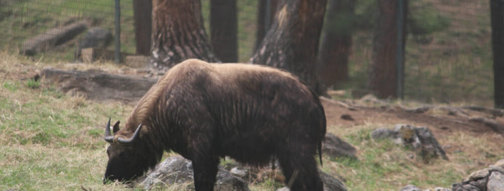 Royal Takin Preserve Travel Forum Reviews