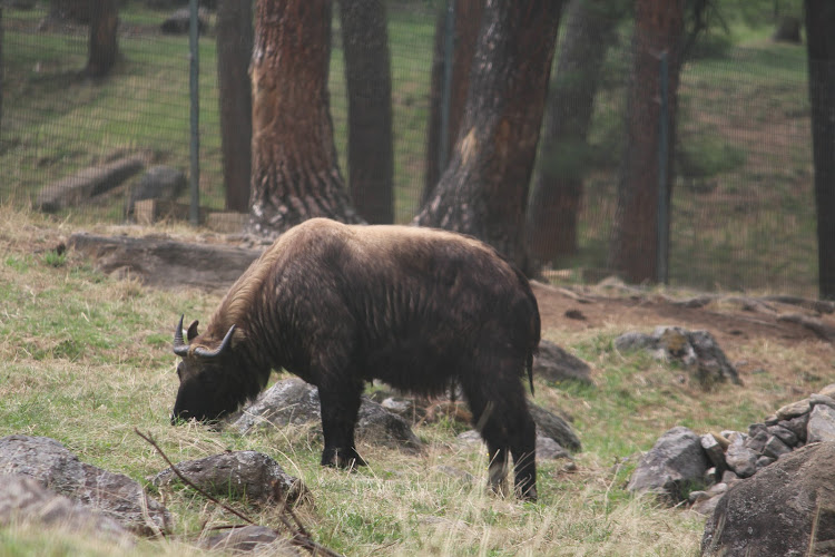 Royal Takin Preserve
