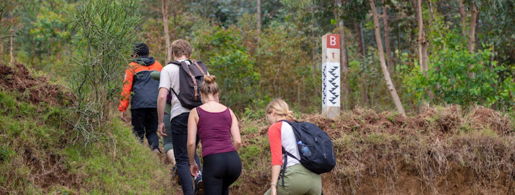 Rubavu Artificial Forest. Travel Forum Reviews
