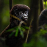 Rwanda Gorilla Safari & Visit Gorilla Rwanda