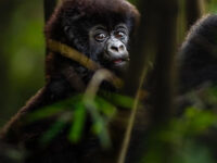 Rwanda Gorilla Safari & Visit Gorilla Rwanda Travel Forum Reviews