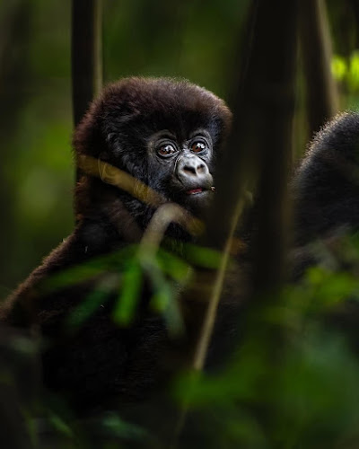 Rwanda Gorilla Safari & Visit Gorilla Rwanda