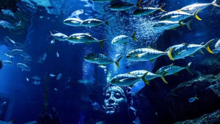SEA LIFE Bangkok Ocean World