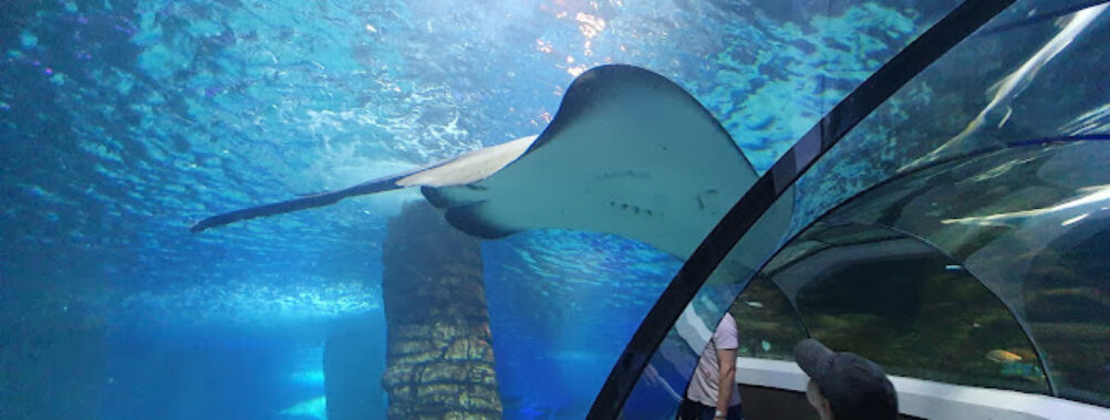 SEA LIFE Sunshine Coast Aquarium Travel Forum Reviews