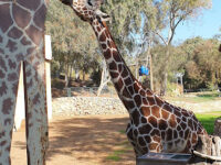 Safari Travel Forum Reviews