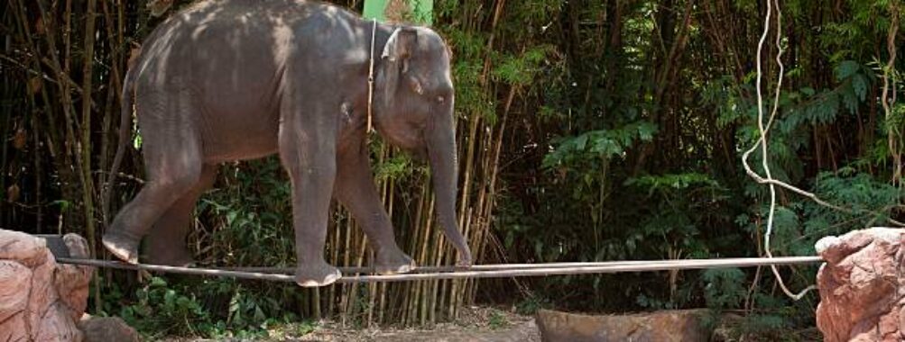 Safari World Bangkok Travel Forum Reviews