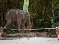 Safari World Bangkok Travel Forum Reviews