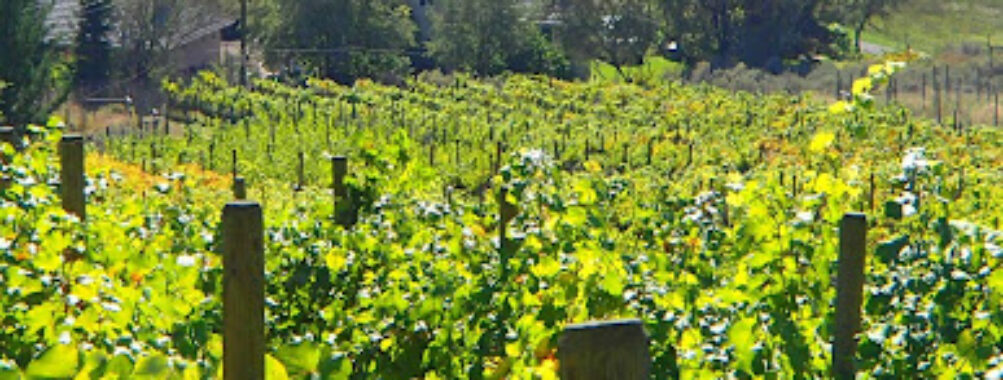 Sagewood Winery Travel Forum Reviews