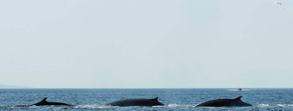 Saguenay-St-Lawrence Marine Park Travel Forum Reviews
