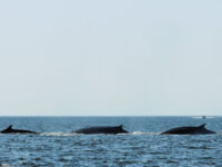 Saguenay-St-Lawrence Marine Park Travel Forum Reviews
