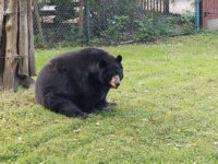 Salato Wildlife Education Center Travel Forum Reviews