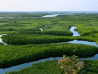 Saloum Delta National Park Travel Forum Reviews