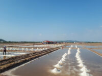 Salt fields Travel Forum Reviews