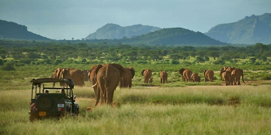 Elephants at the Samburu National Reserve
