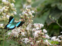 Sammilan Shetty's Butterfly Park Travel Forum Reviews