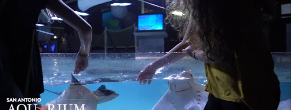 San Antonio Aquarium Travel Forum Reviews