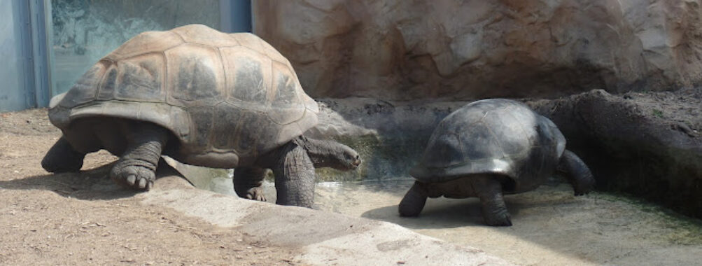 San Antonio Zoo Travel Forum Reviews