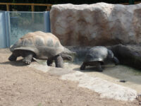 San Antonio Zoo Travel Forum Reviews