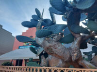 San Bruno Travel Forum Reviews