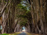 Muir Woods express tour and Golden Gate Bridge Review