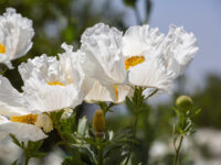 Santa Fe Dam Nature Center Travel Forum Reviews