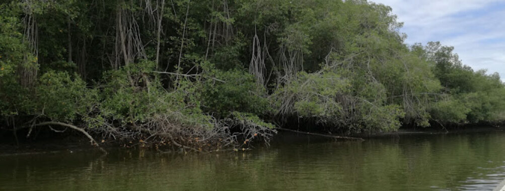 Santuario Nacional Manglares de Tumbes Travel Forum Reviews