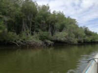 Santuario Nacional Manglares de Tumbes Travel Forum Reviews