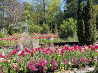 Sarah P. Duke Gardens Travel Forum Reviews