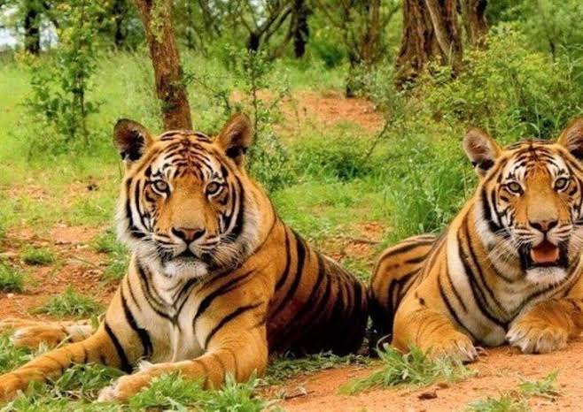 Sariska Tiger Reserve